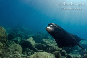 Male Sea Lion encounter, Isla Espiritu Santo Mexico by Alejandro Topete 